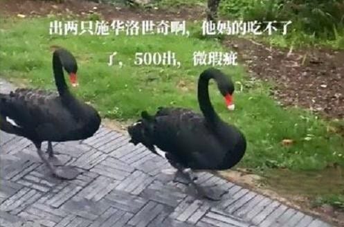 微瑕50出是什么梗