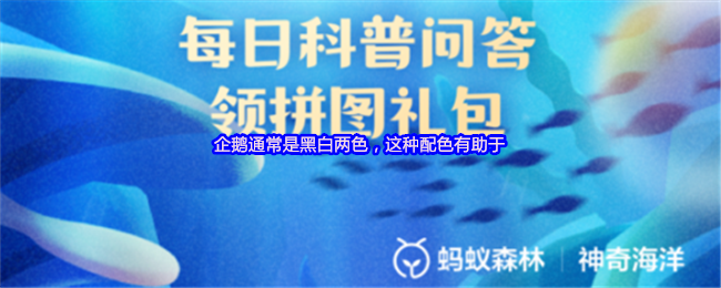 《支付寶》企鵝的黑白配色如何助力生存與適應