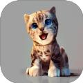 真实小猫3D模擬
